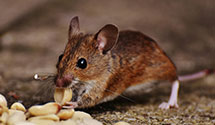 24 Hour & Emergency Exterminators in Milford Square, PA